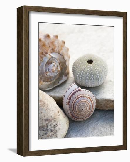 Shell Portrait VII-Elena Ray-Framed Photographic Print