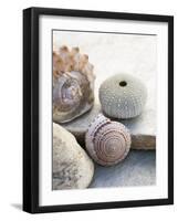 Shell Portrait VII-Elena Ray-Framed Photographic Print