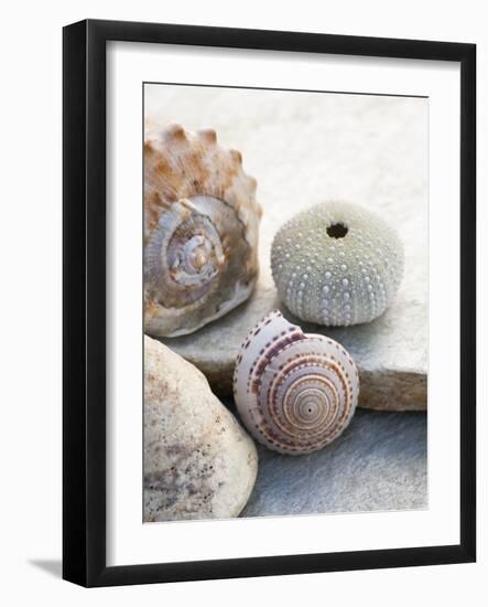 Shell Portrait VII-Elena Ray-Framed Photographic Print