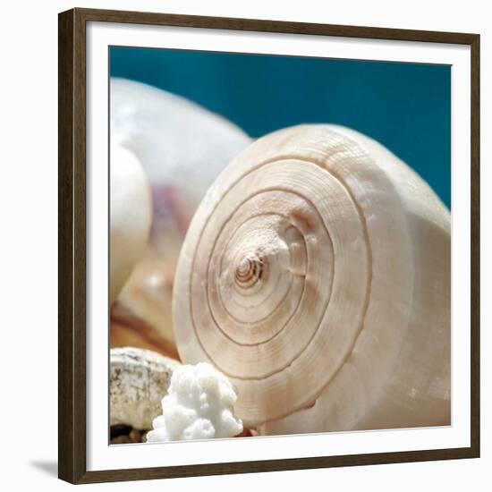 Shell Quartet-Dina Marie-Framed Giclee Print