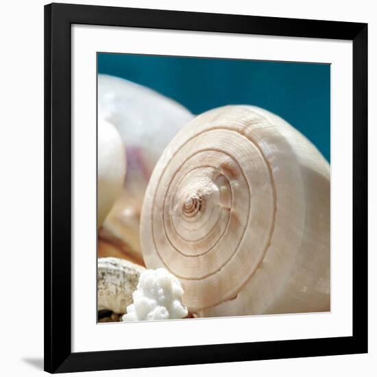 Shell Quartet-Dina Marie-Framed Giclee Print