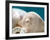 Shell Quartet-Dina Marie-Framed Art Print