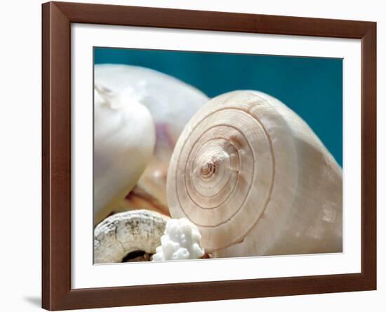 Shell Quartet-Dina Marie-Framed Art Print