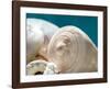 Shell Quartet-Dina Marie-Framed Art Print