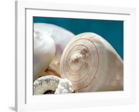 Shell Quartet-Dina Marie-Framed Art Print