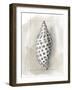 Shell Schematic IV-Megan Meagher-Framed Art Print