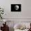 Shell Shape in Black-George Oze-Photographic Print displayed on a wall