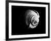 Shell Shape in Black-George Oze-Framed Photographic Print