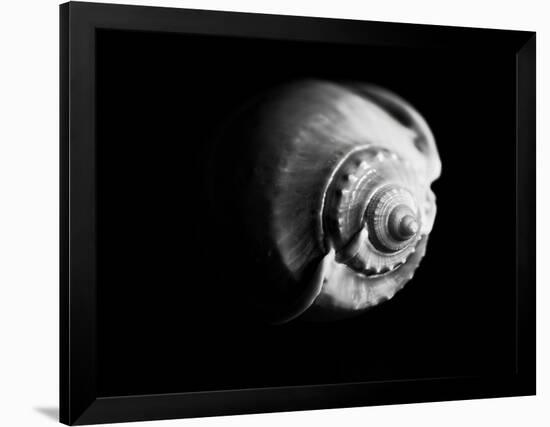 Shell Shape in Black-George Oze-Framed Photographic Print