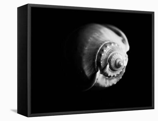 Shell Shape in Black-George Oze-Framed Stretched Canvas