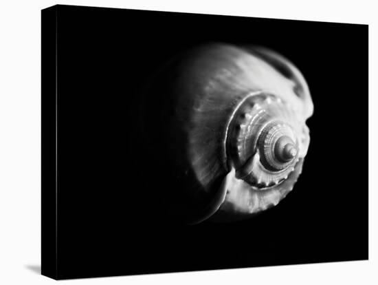 Shell Shape in Black-George Oze-Stretched Canvas