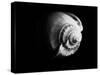 Shell Shape in Black-George Oze-Stretched Canvas