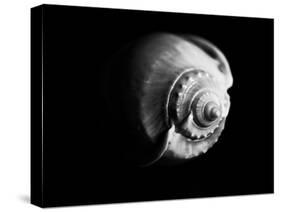 Shell Shape in Black-George Oze-Stretched Canvas