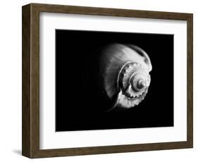 Shell Shape in Black-George Oze-Framed Photographic Print