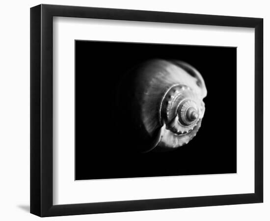 Shell Shape in Black-George Oze-Framed Photographic Print