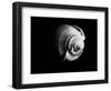 Shell Shape in Black-George Oze-Framed Photographic Print