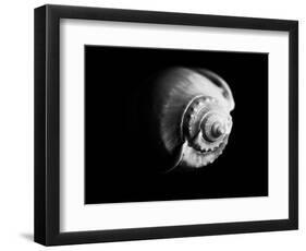 Shell Shape in Black-George Oze-Framed Photographic Print