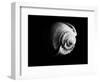 Shell Shape in Black-George Oze-Framed Photographic Print