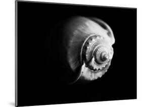 Shell Shape in Black-George Oze-Mounted Photographic Print