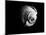 Shell Shape in Black-George Oze-Mounted Photographic Print