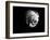 Shell Shape in Black-George Oze-Framed Photographic Print