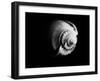 Shell Shape in Black-George Oze-Framed Photographic Print