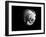 Shell Shape in Black-George Oze-Framed Photographic Print