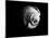 Shell Shape in Black-George Oze-Mounted Photographic Print