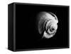Shell Shape in Black-George Oze-Framed Stretched Canvas