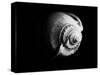 Shell Shape in Black-George Oze-Stretched Canvas