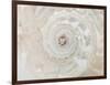 Shell Spin-Assaf Frank-Framed Giclee Print