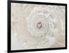 Shell Spin-Assaf Frank-Framed Giclee Print