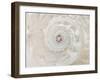 Shell Spin-Assaf Frank-Framed Giclee Print