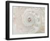 Shell Spin-Assaf Frank-Framed Giclee Print