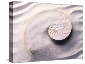 Shell Spiraling into Wavy Sand Pattern-null-Stretched Canvas