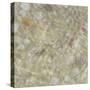 Shell Squares I-Pam Ilosky-Stretched Canvas