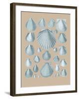 Shell Study I-A^ Poiteau-Framed Giclee Print