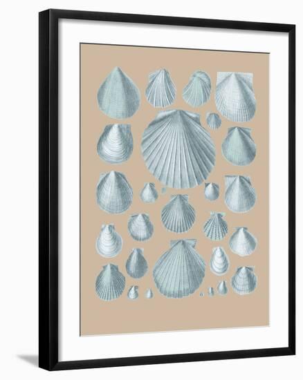 Shell Study I-A^ Poiteau-Framed Giclee Print