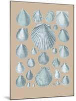 Shell Study I-A^ Poiteau-Mounted Giclee Print