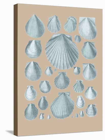 Shell Study I-A^ Poiteau-Stretched Canvas