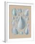 Shell Study IV-A^ Poiteau-Framed Giclee Print