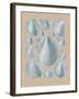 Shell Study IV-A^ Poiteau-Framed Giclee Print