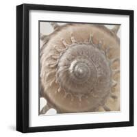 Shell Swirl-Assaf Frank-Framed Giclee Print