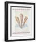 Shell Tri Terebra-Deborah Kopka-Framed Giclee Print