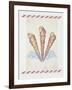 Shell Tri Terebra-Deborah Kopka-Framed Giclee Print