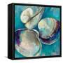 Shell Trio-Jeanette Vertentes-Framed Stretched Canvas