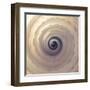 Shell Twirl-Assaf Frank-Framed Giclee Print