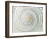 Shell Twist-Assaf Frank-Framed Giclee Print