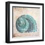 Shell Type II-null-Framed Art Print