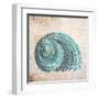 Shell Type II-null-Framed Art Print